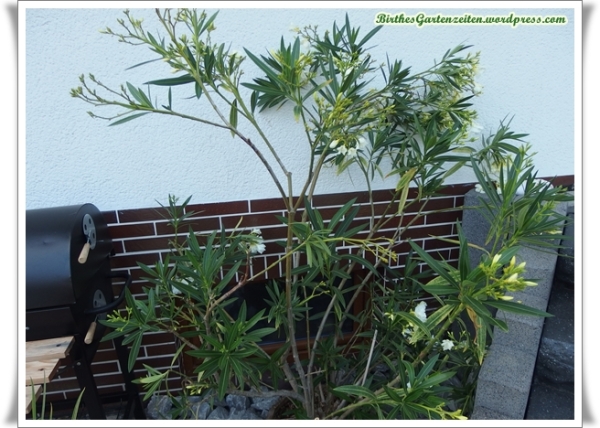 Oleander, weiß, nach "Sonnenbrand", Stand: 6. Juli 2014