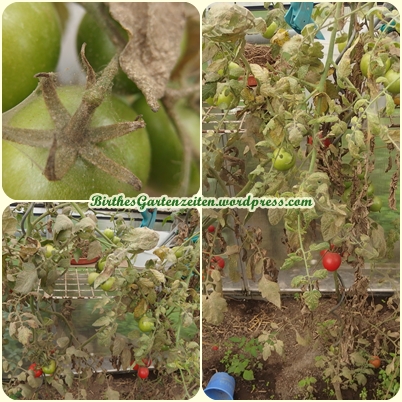 Tomatenpflanzen, Schädlinge, Mehltau, 1.9.14