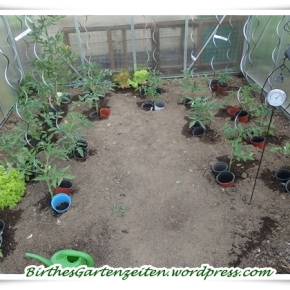 [Gewächshaus] Die Tomaten sind gepflanzt, gedüngt… 6.6.15