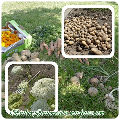 Garten NE, Ernte Kartoffeln, Möhren, Ringelblumen, Mitte August 2016