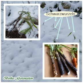 Winterernte im Schnee…:  Wintergemüse-Anbau lohnt sich !